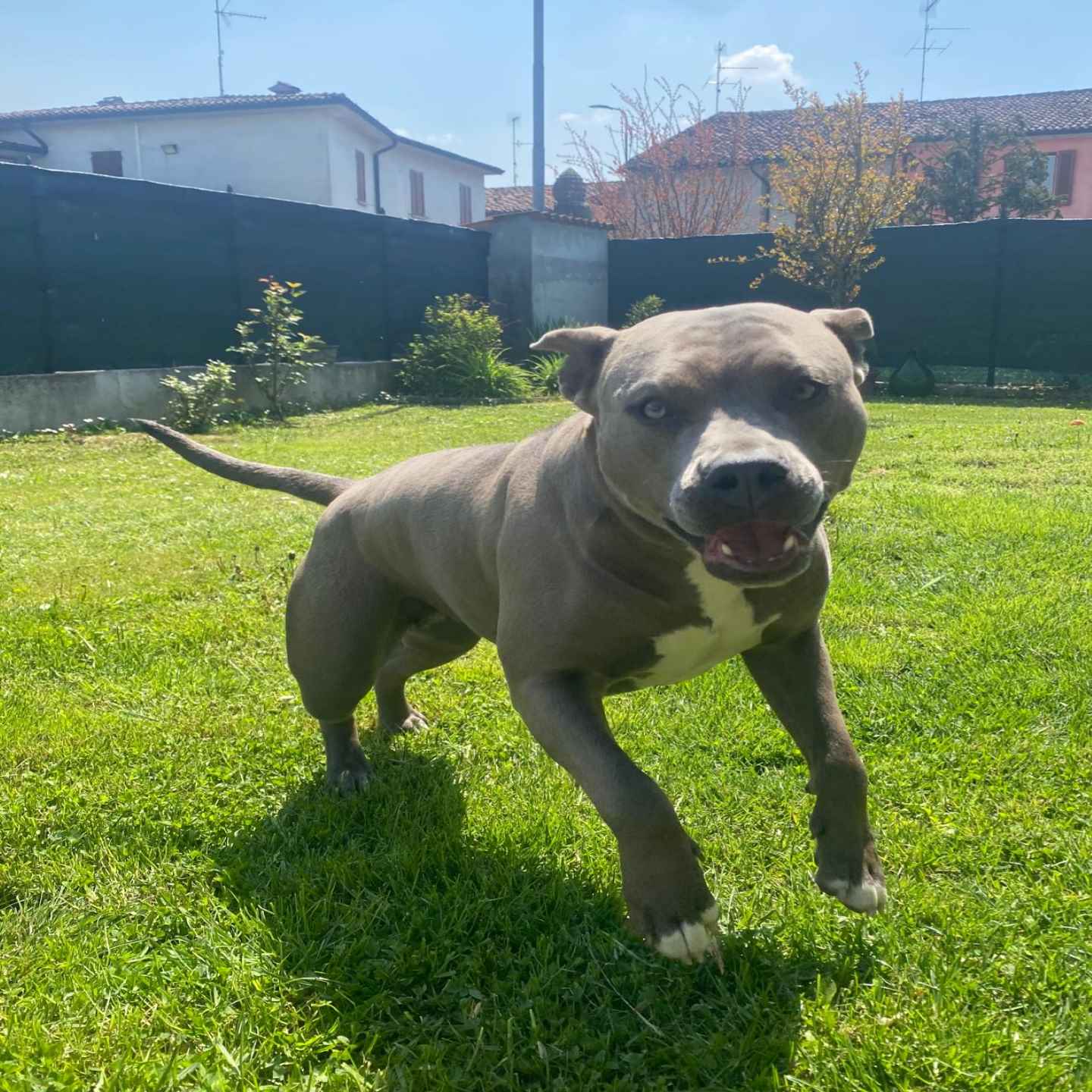 pitbull forest house