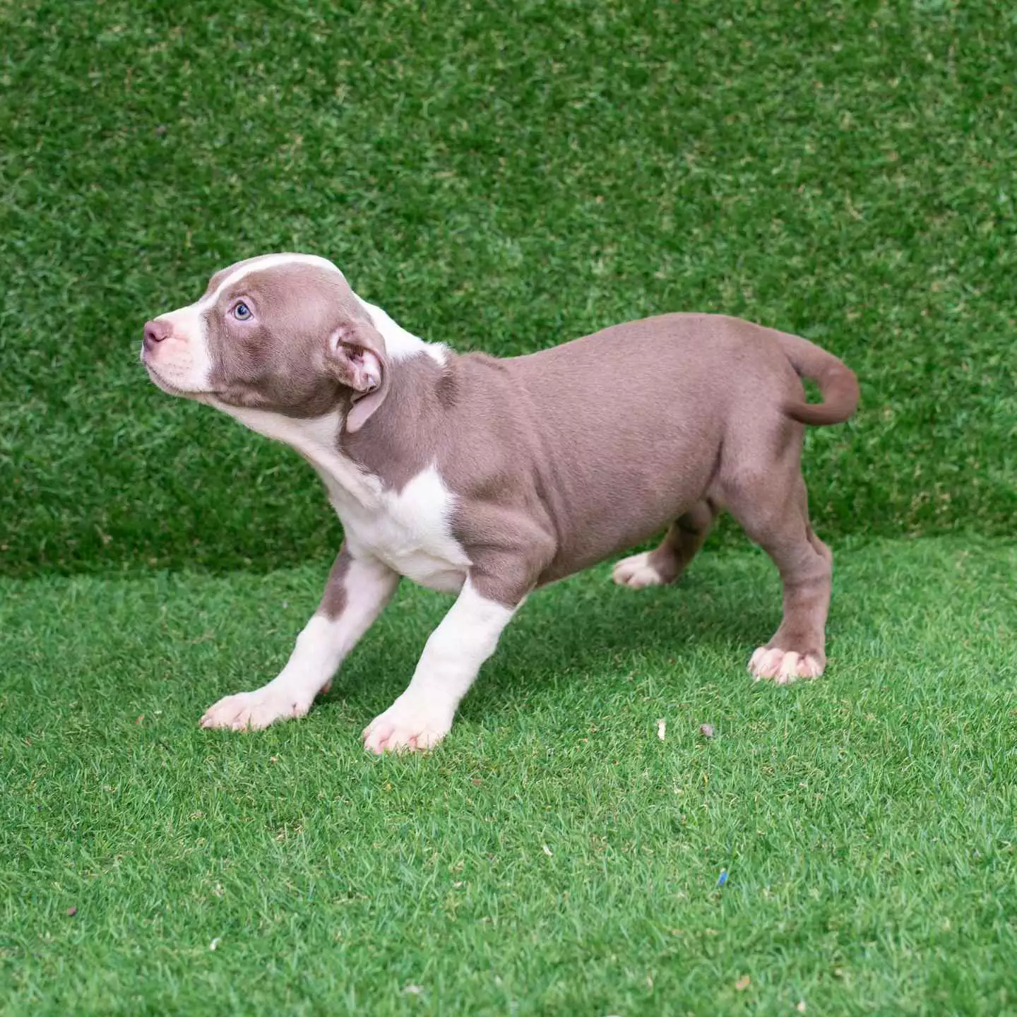 pitbull forest house