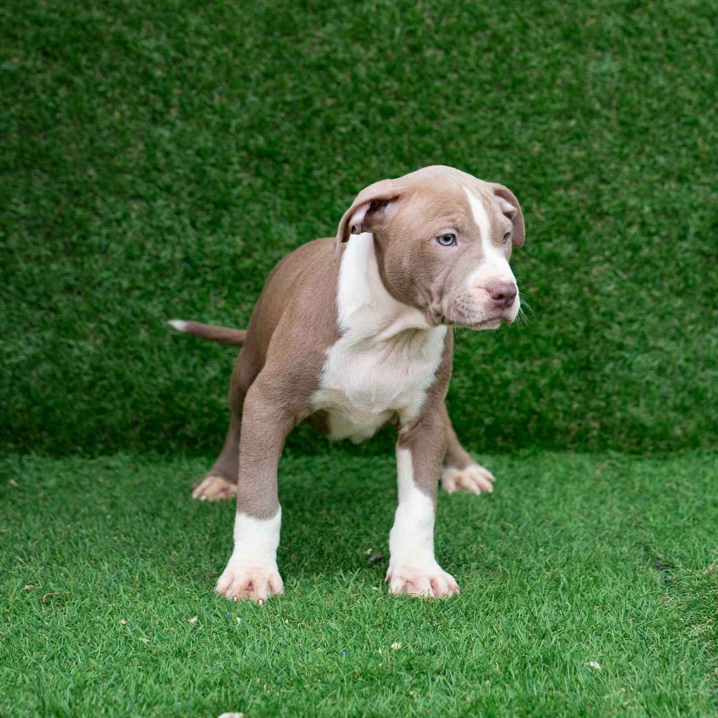 pitbull forest house