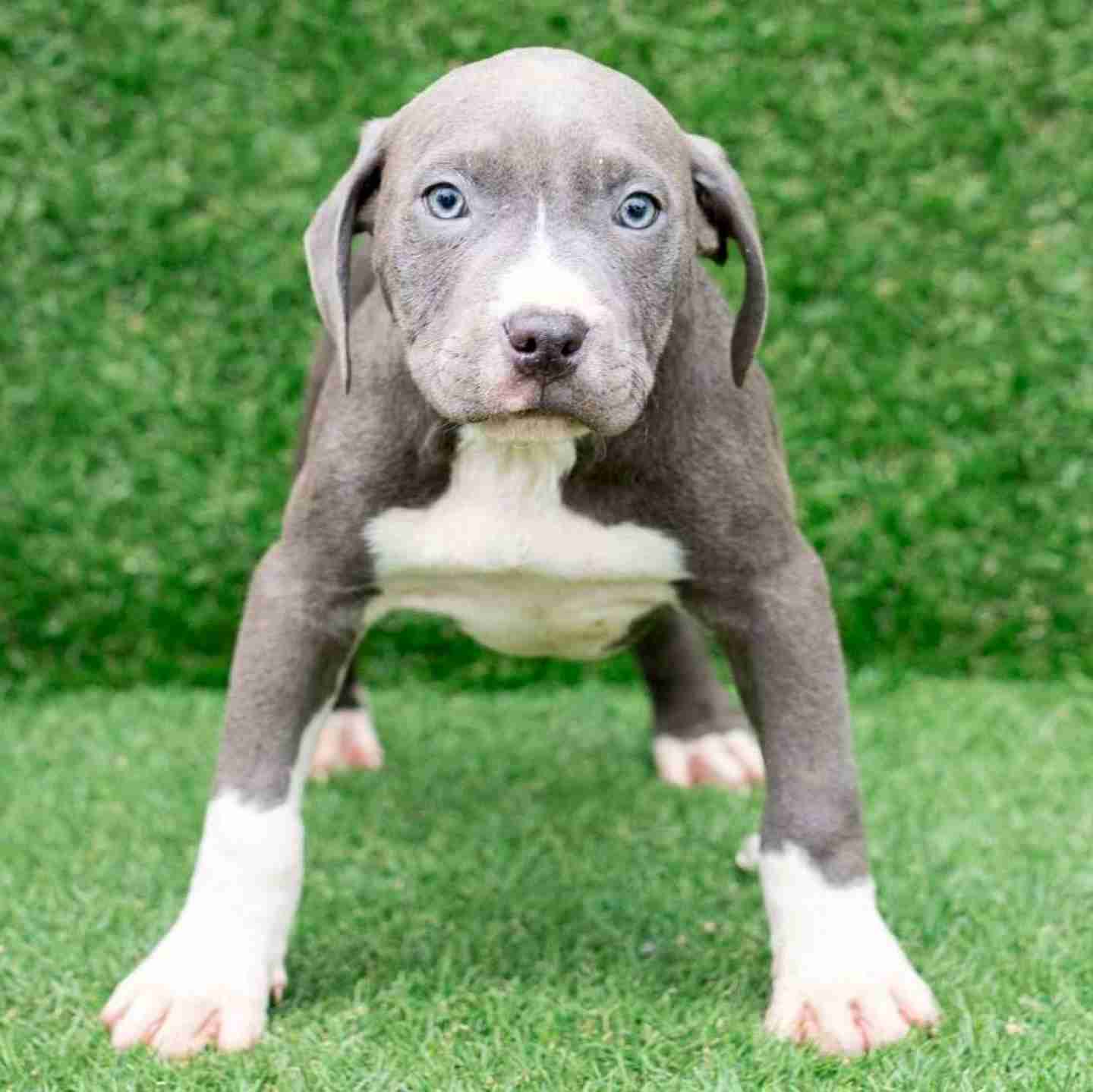 Blue Dako american puppy