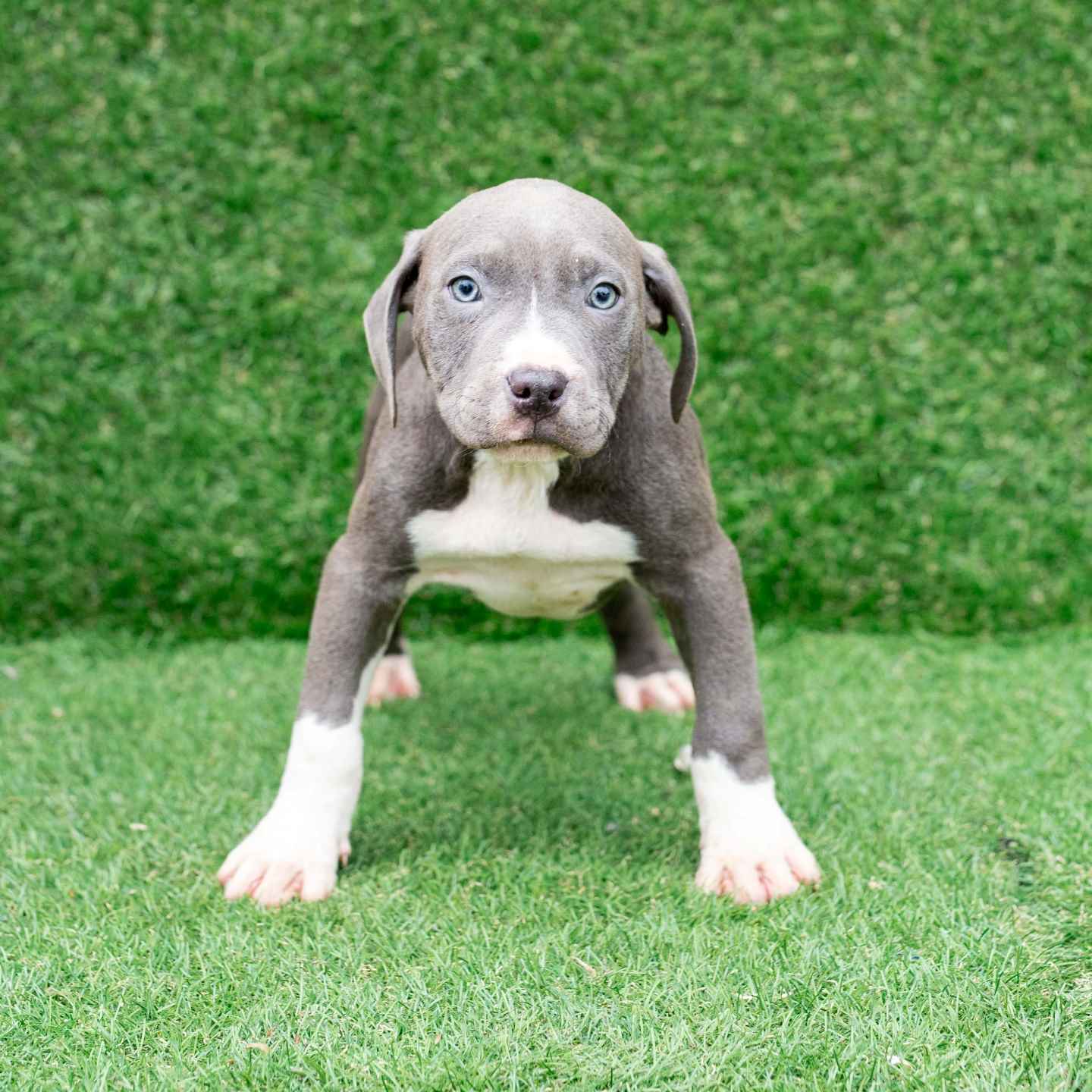 pitbull forest house