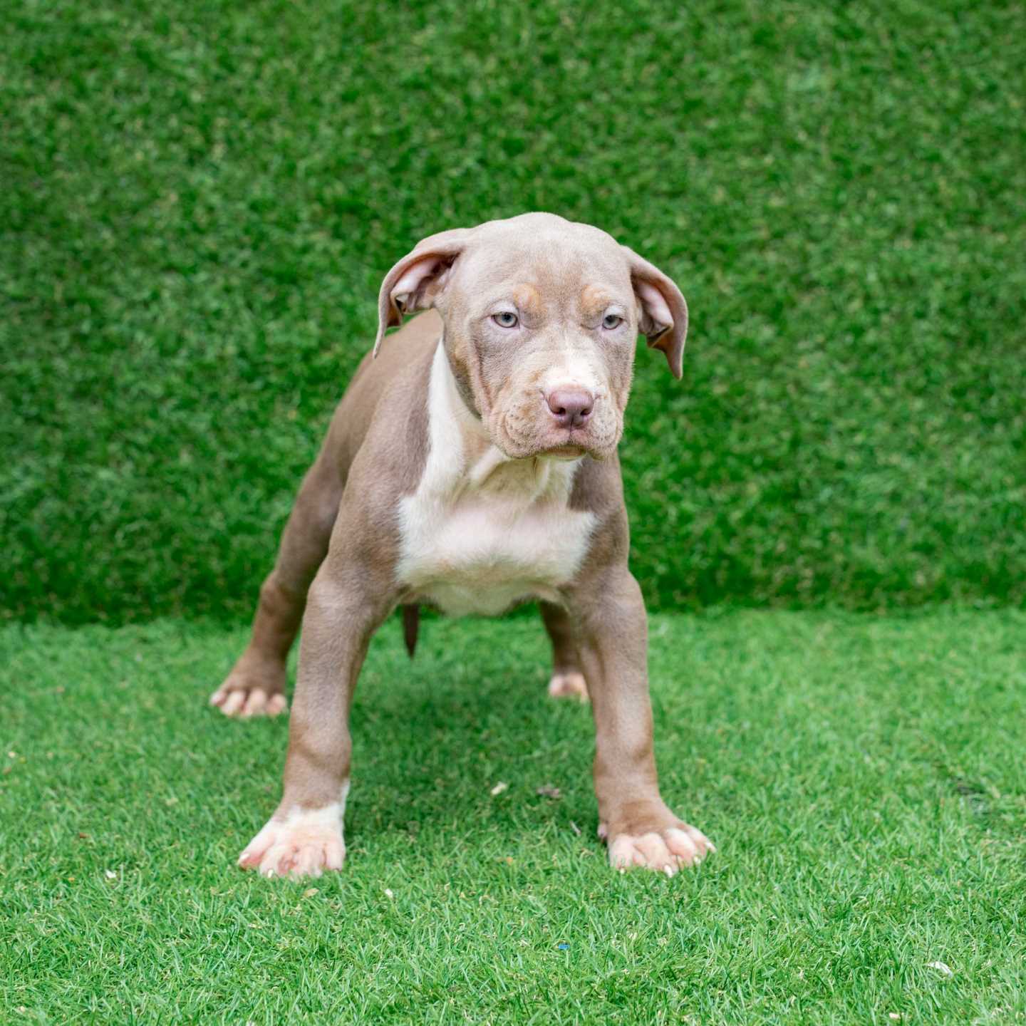 pitbull forest house