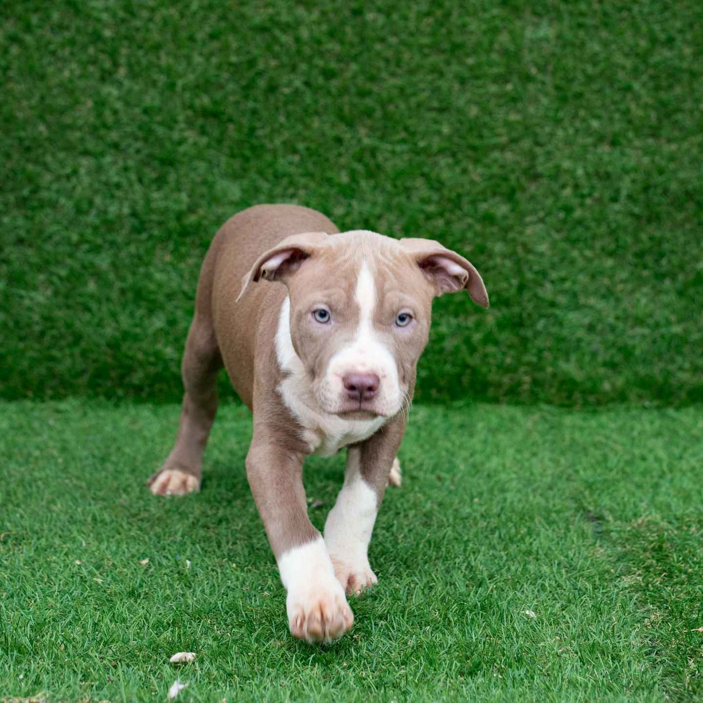 pitbull forest house