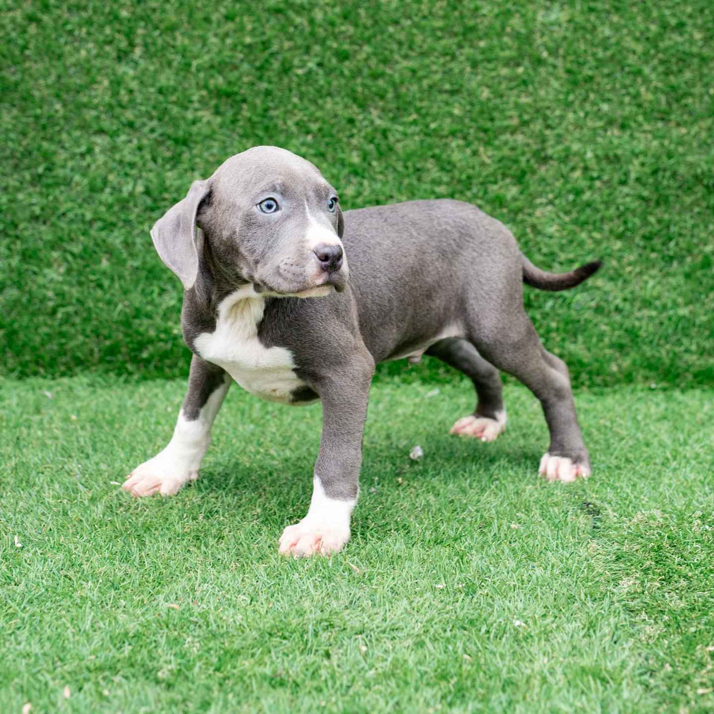 pitbull forest house