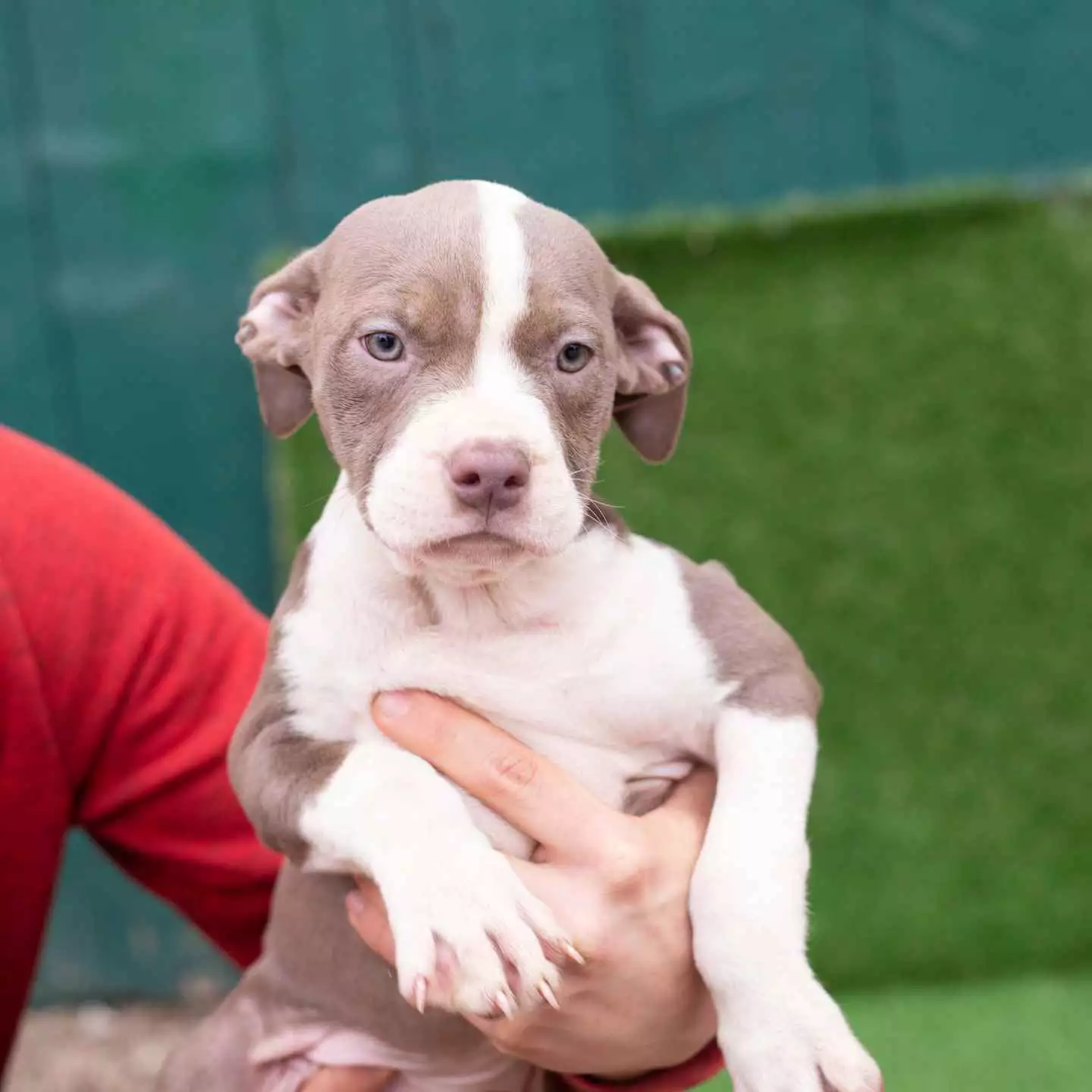 pitbull forest house