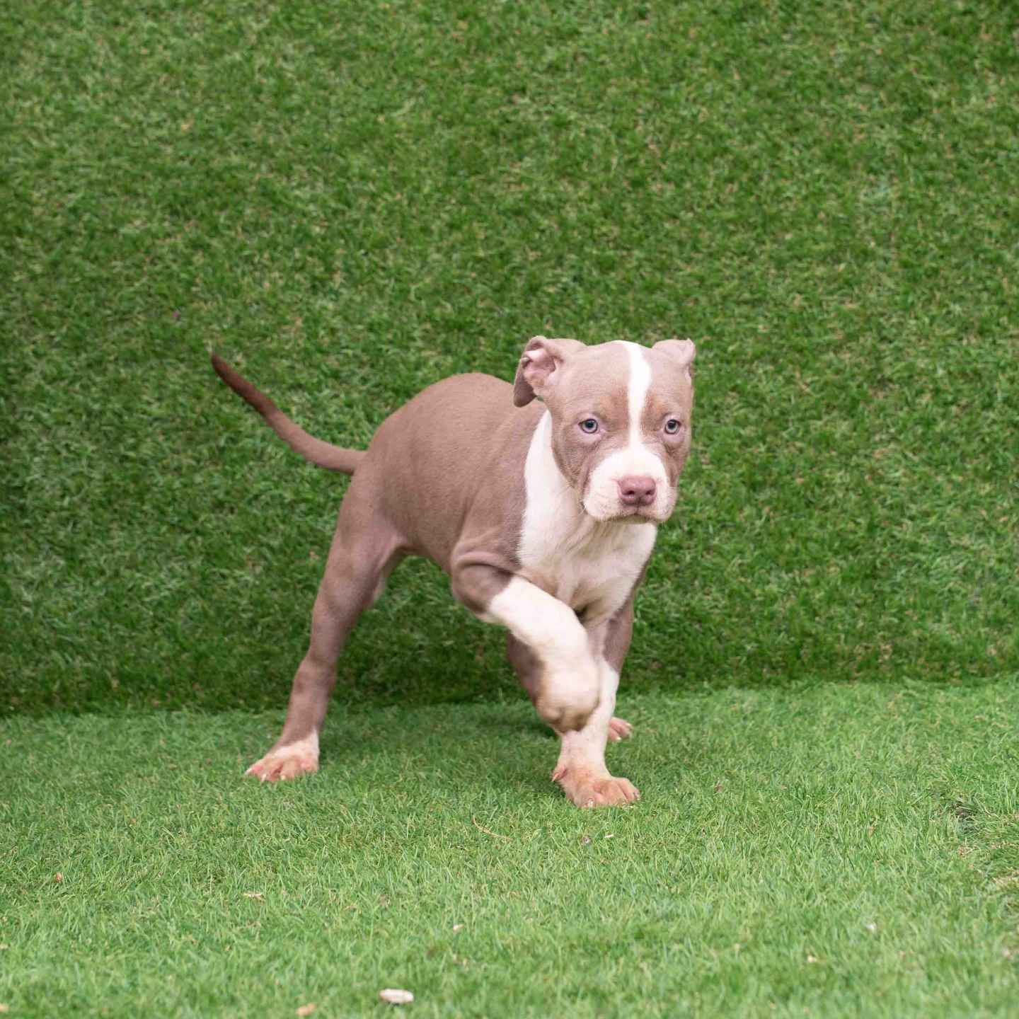 pitbull forest house