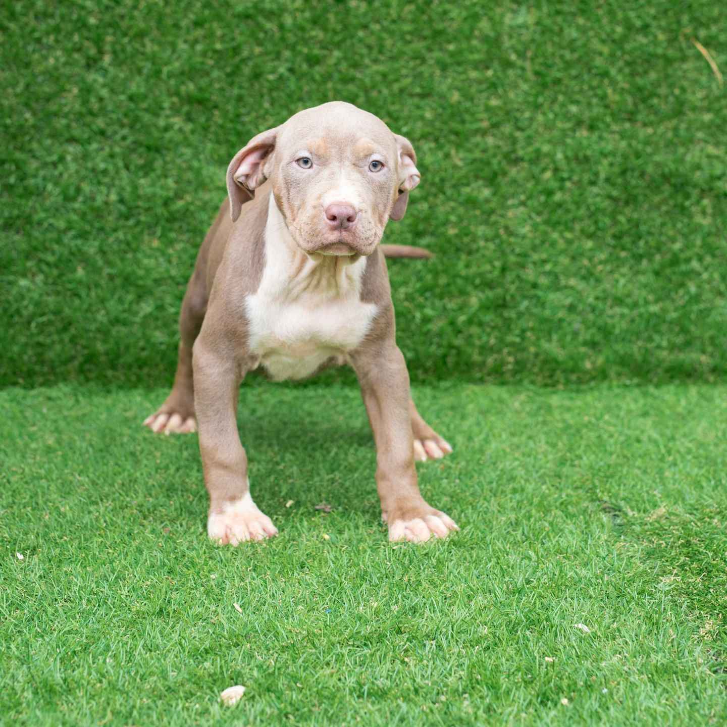 pitbull forest house