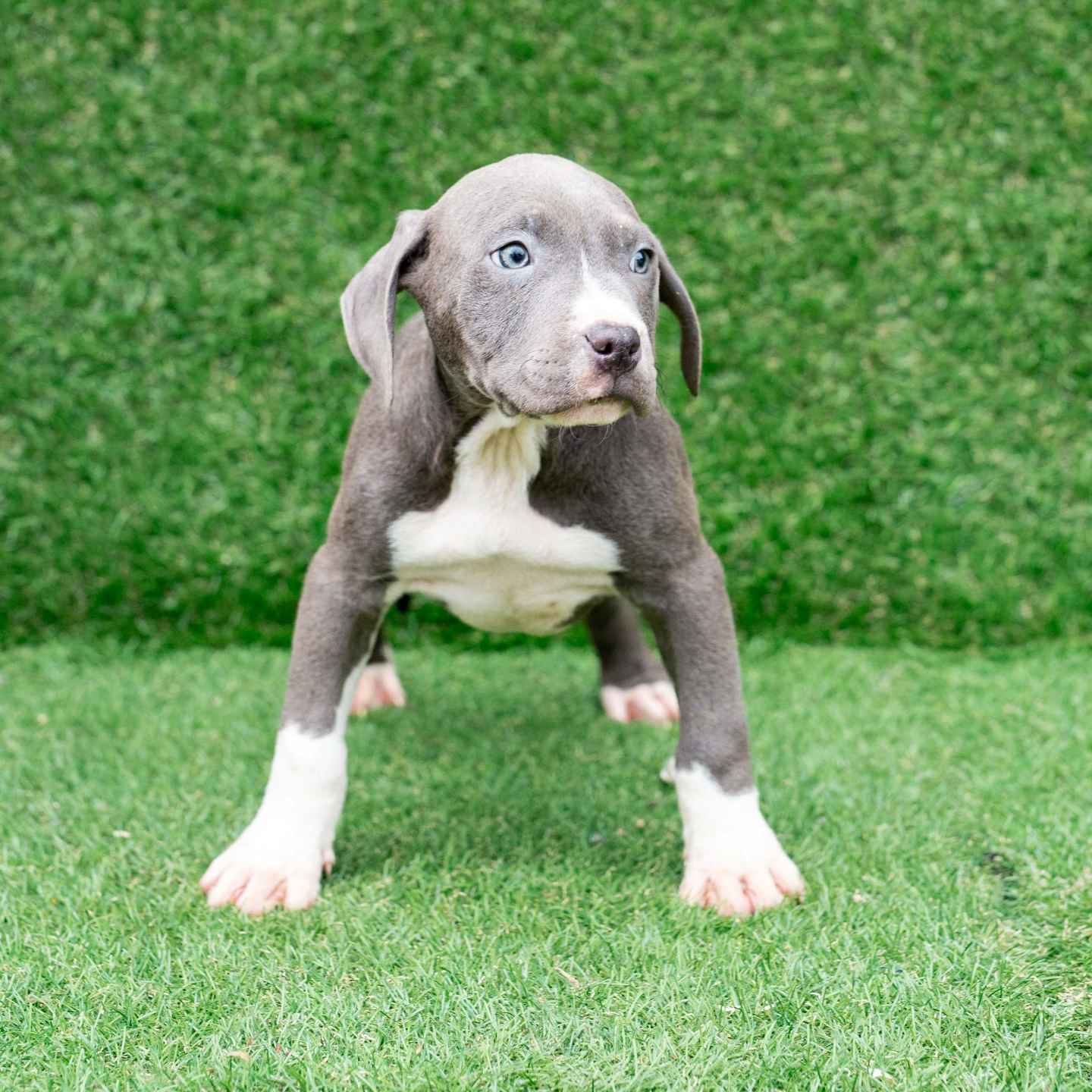 pitbull forest house