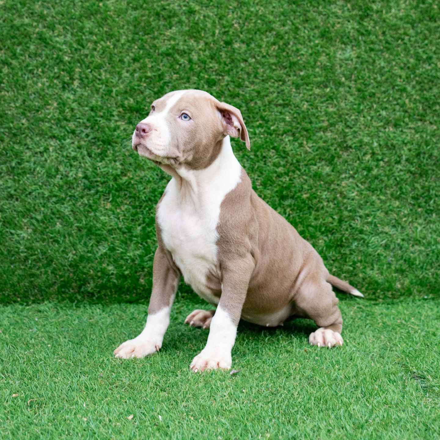 pitbull forest house