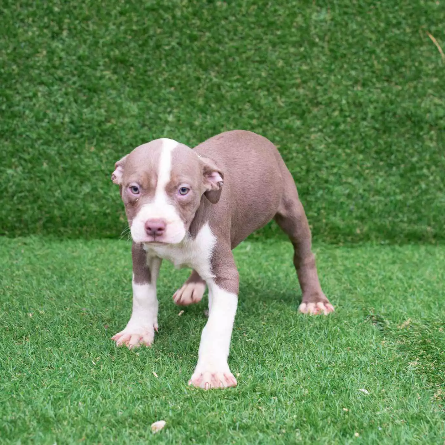 pitbull forest house
