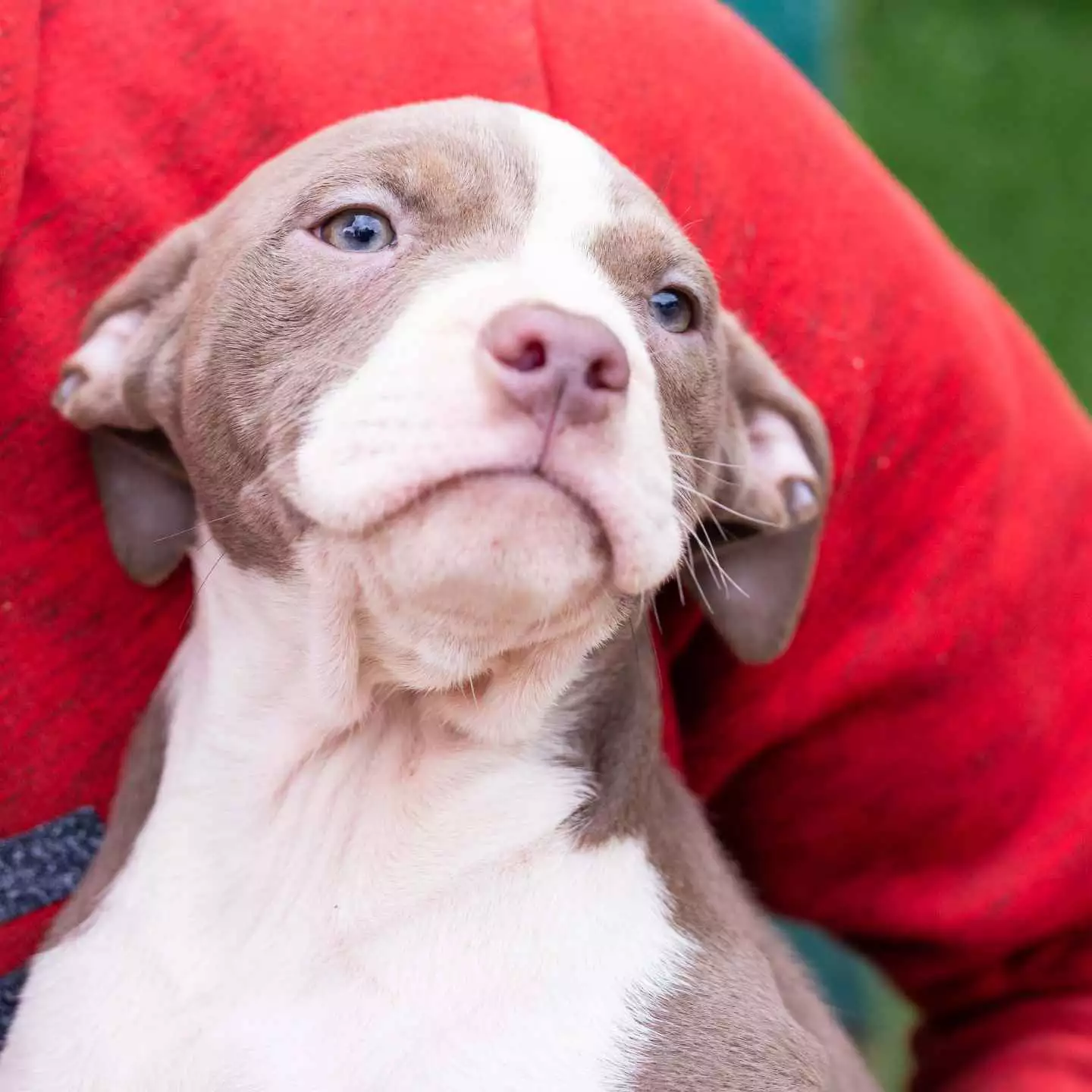 pitbull forest house