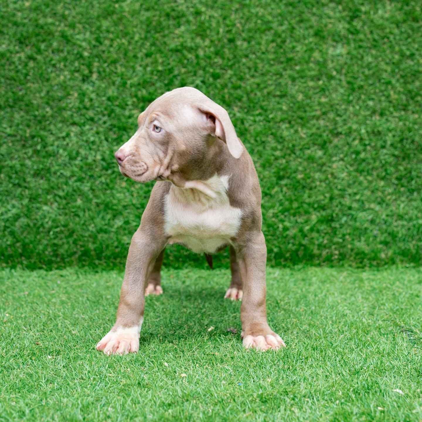 pitbull forest house