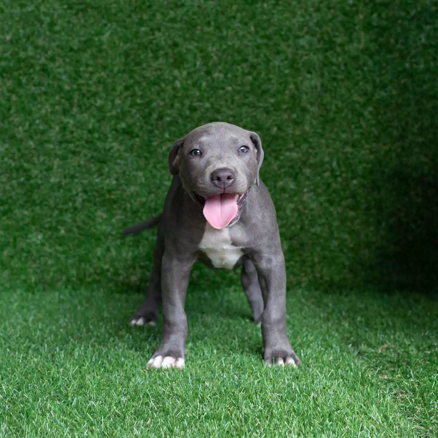Blue american pitbull hotsell puppies for sale