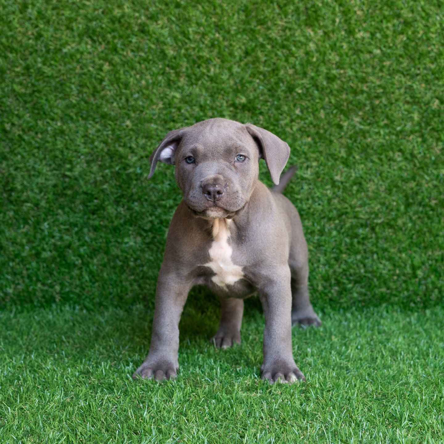 pitbull forest house