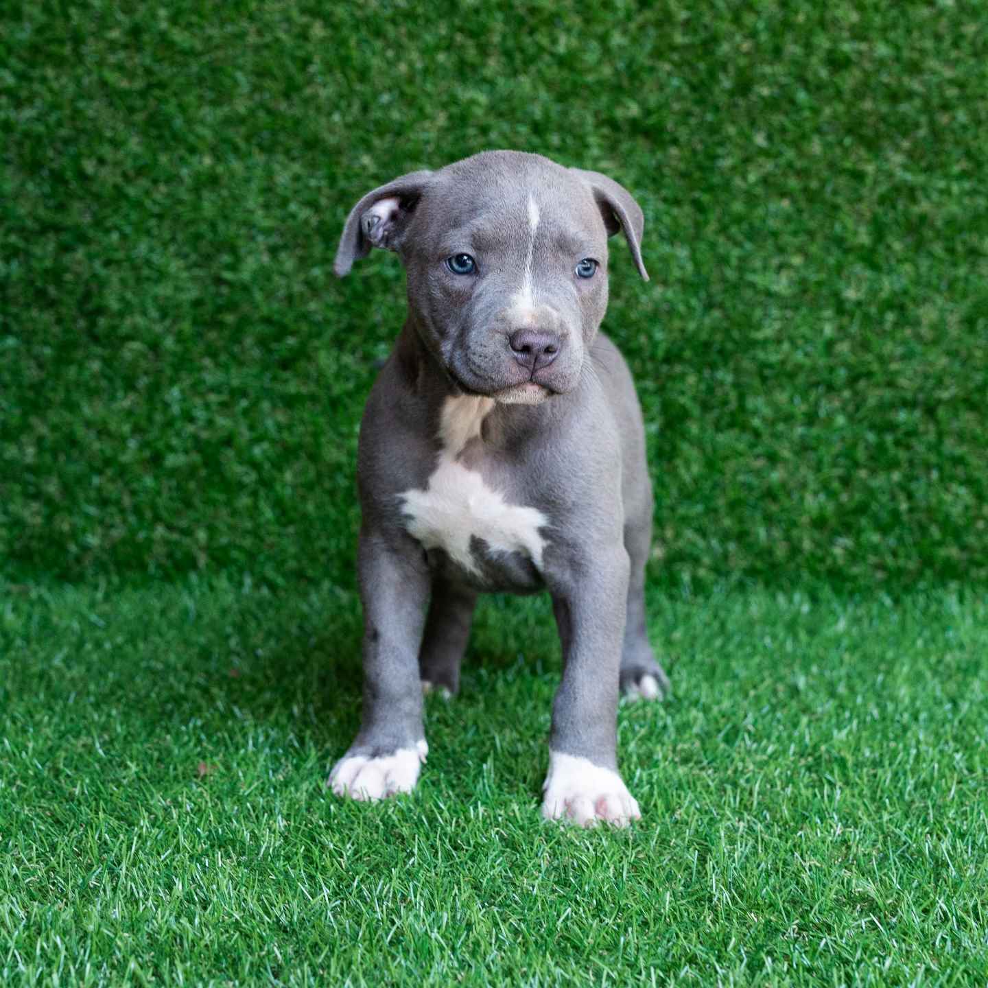 red and blue pitbull puppies