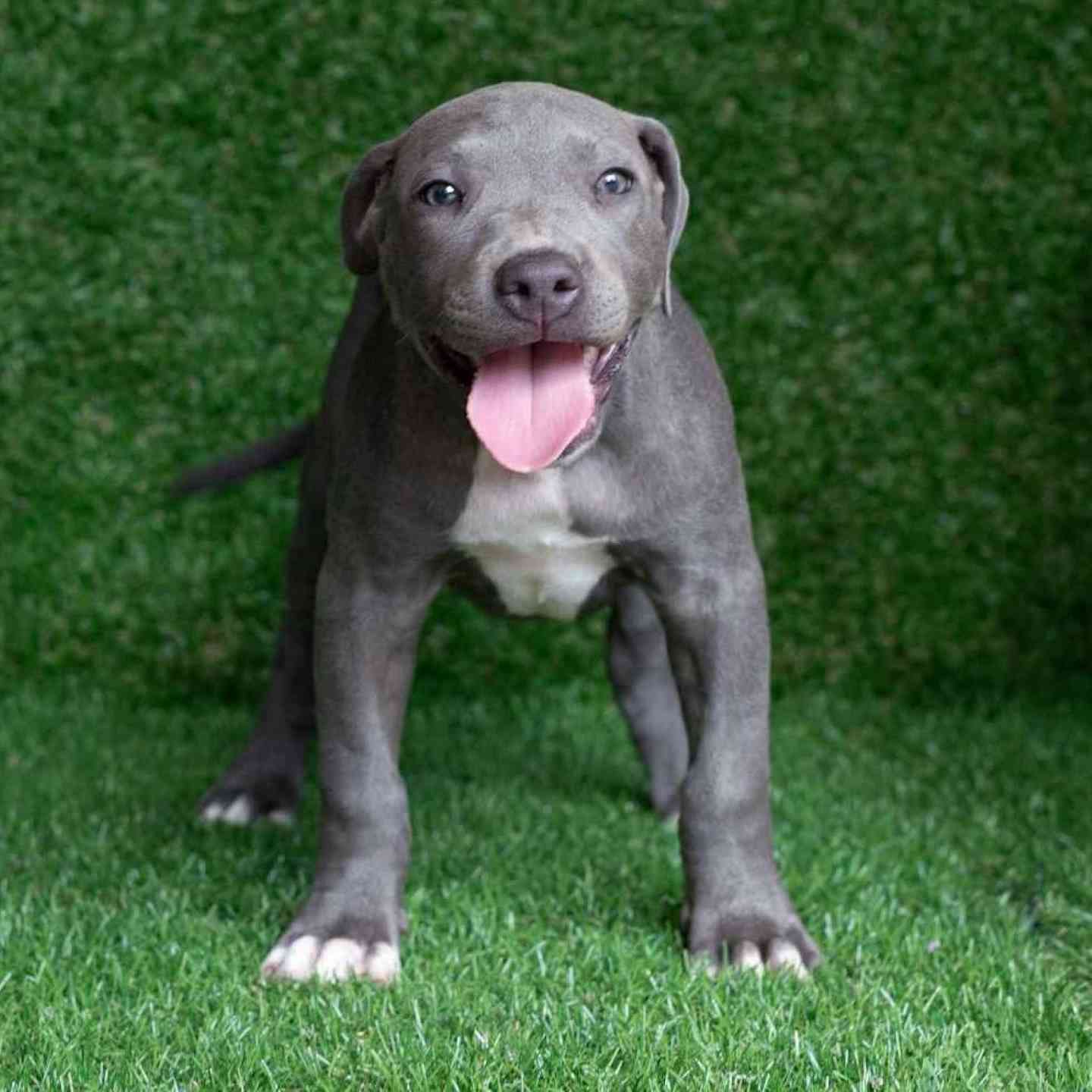 Pitbull americani blue lucky in vendita