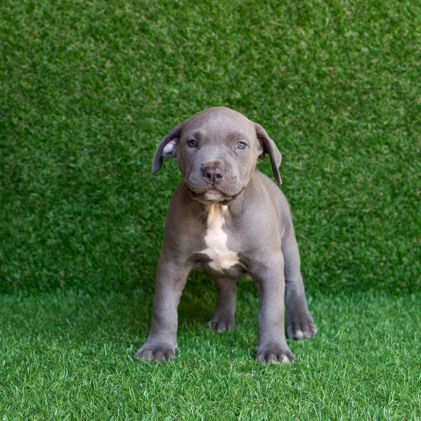 pitbull forest house