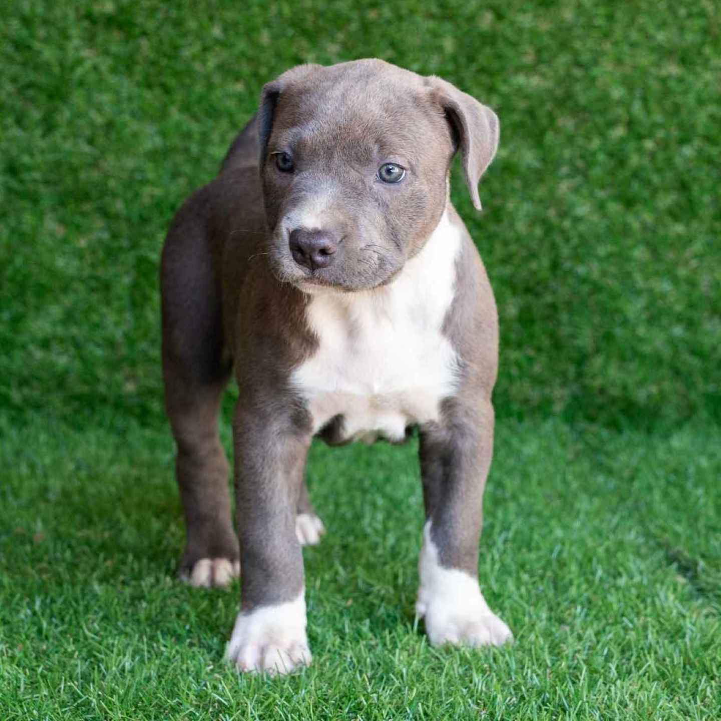 Gottiline pitbulls discount for sale