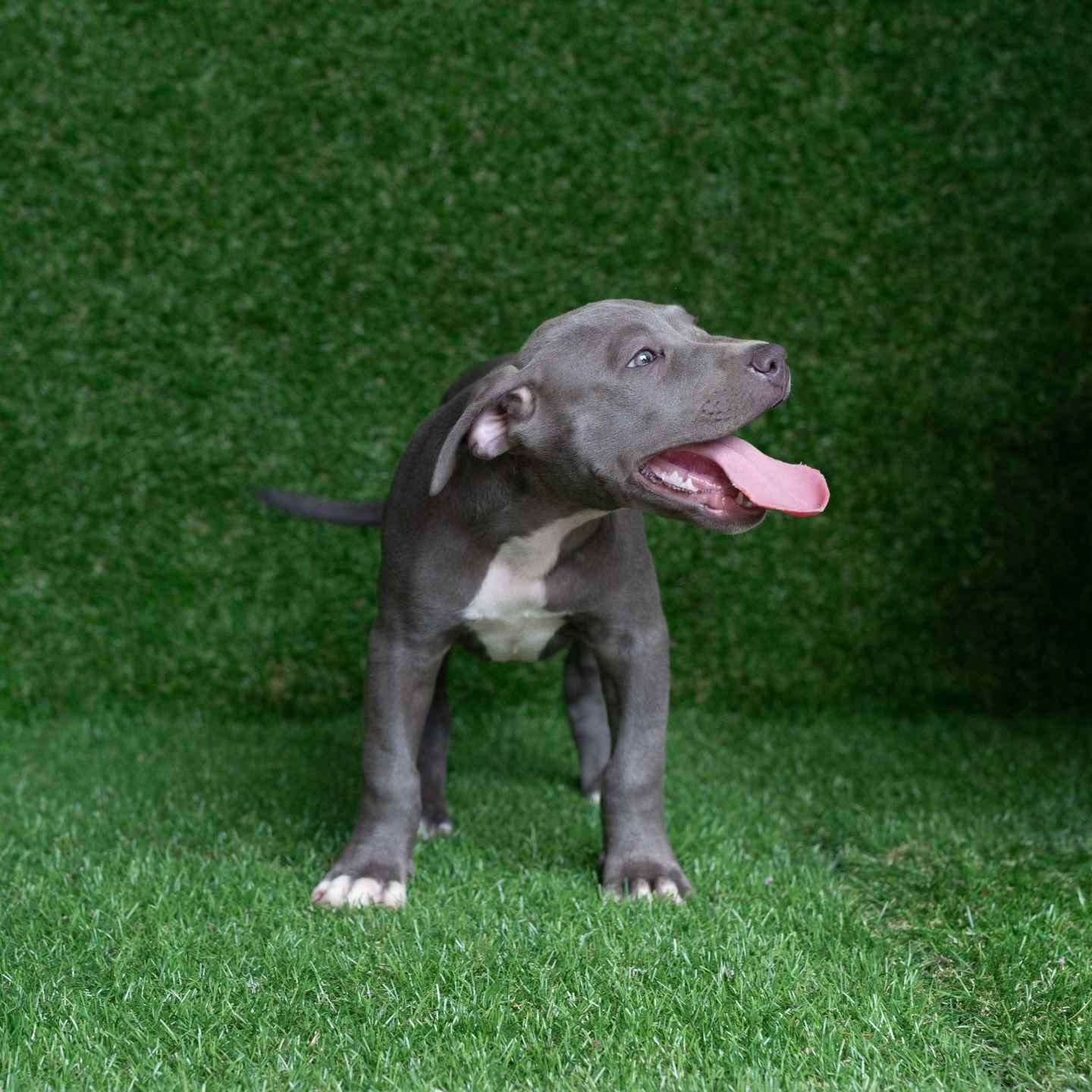 pitbull forest house