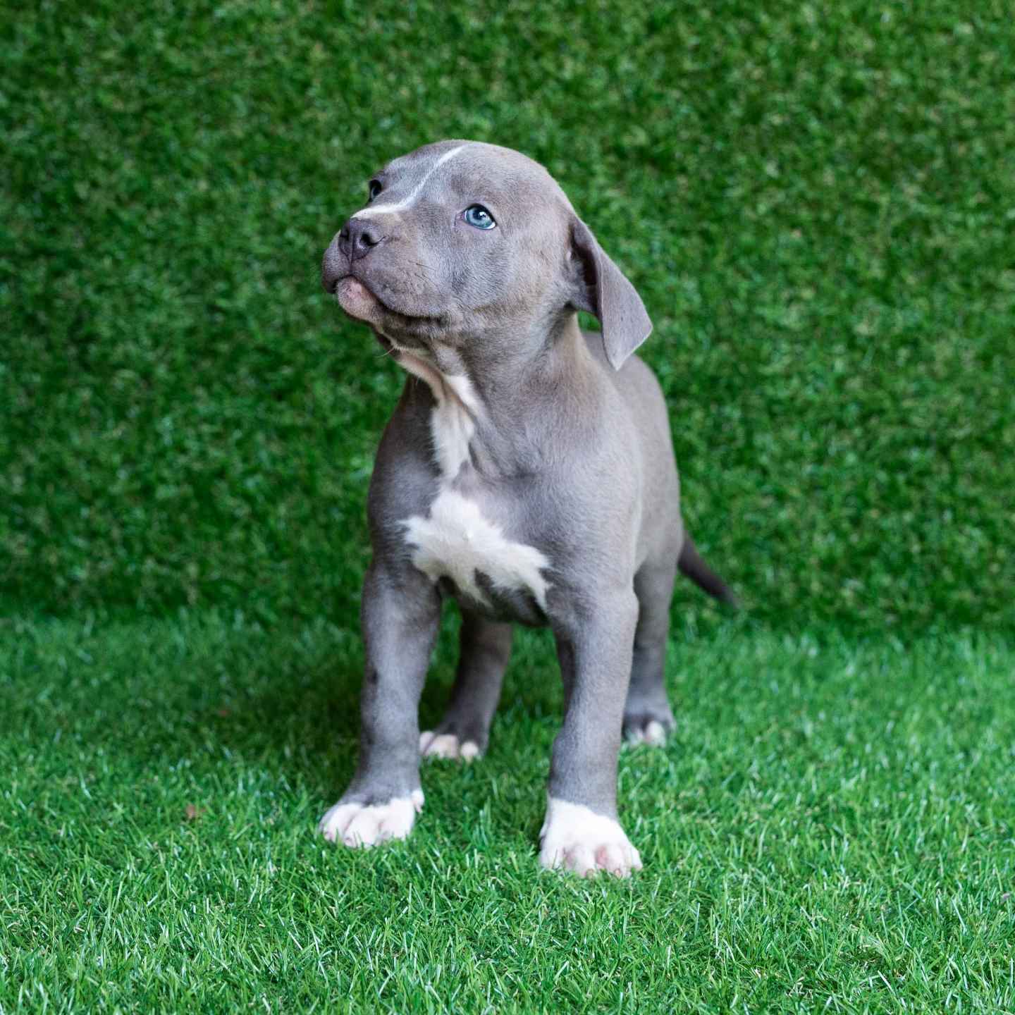 pitbull forest house