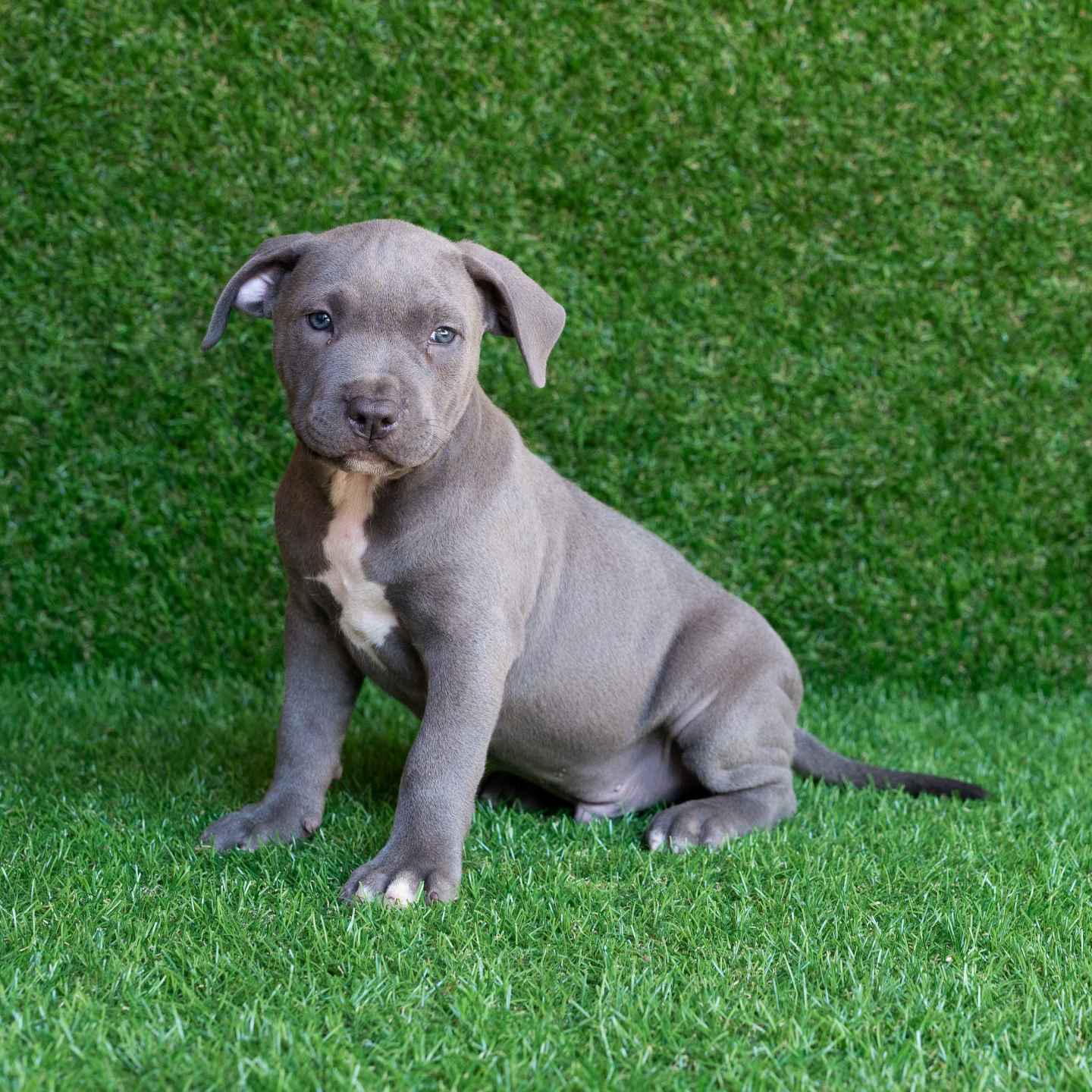 pitbull forest house