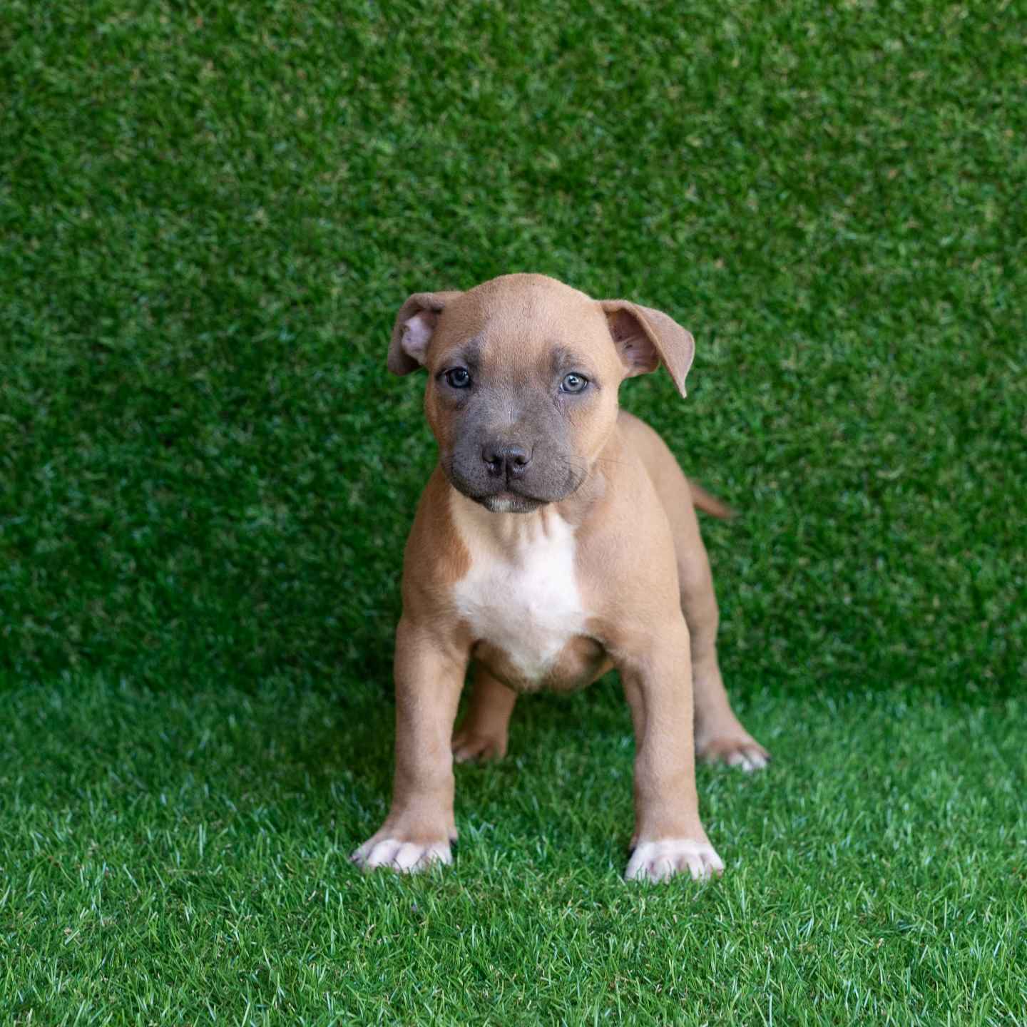 pitbull forest house