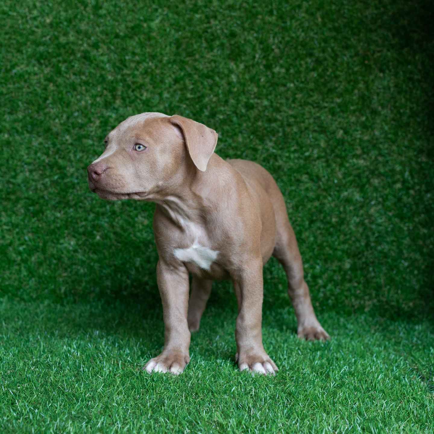pitbull forest house