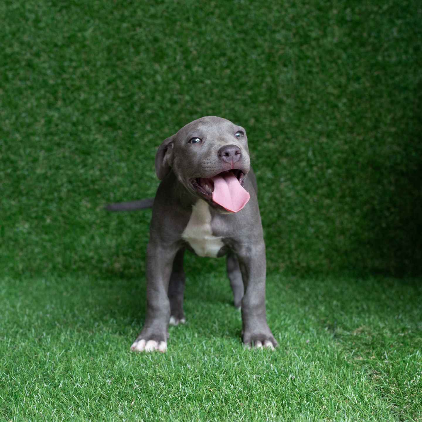 pitbull forest house
