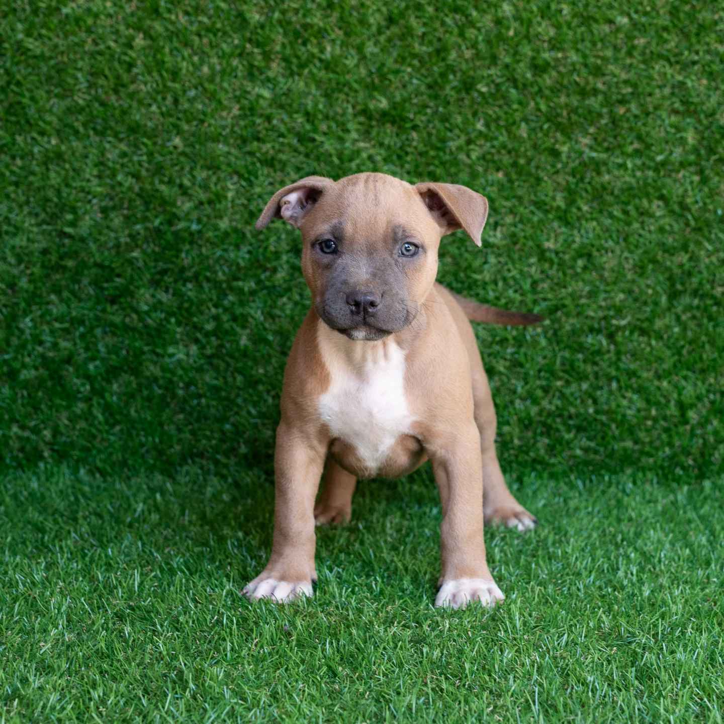 pitbull forest house