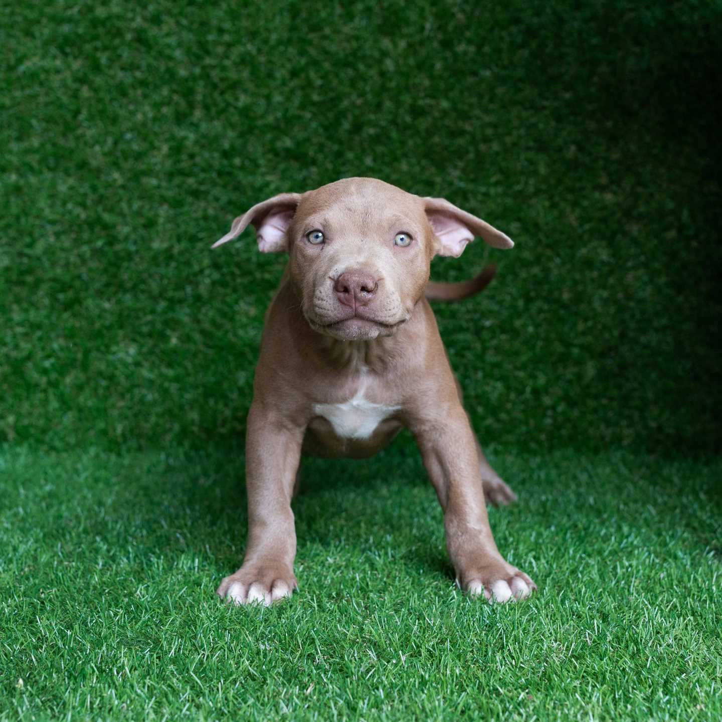 pitbull forest house