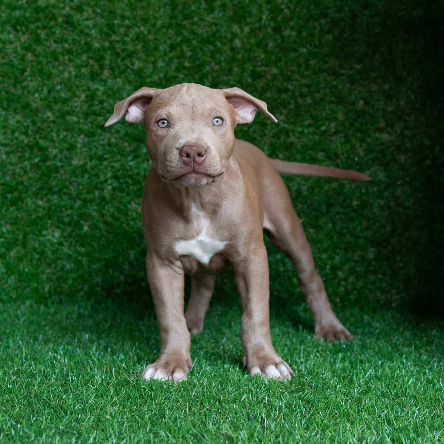 pitbull forest house