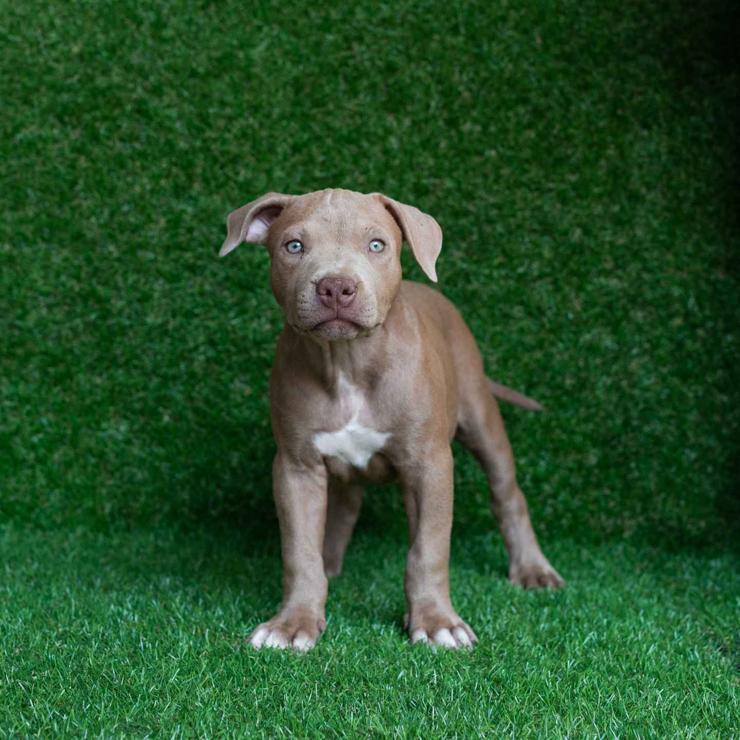 pitbull forest house