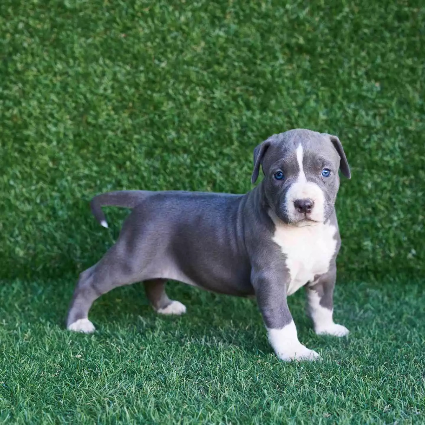 pitbull forest house