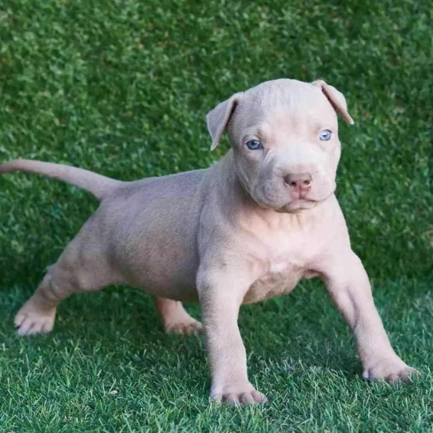 Baby pitbull puppies for deals sale