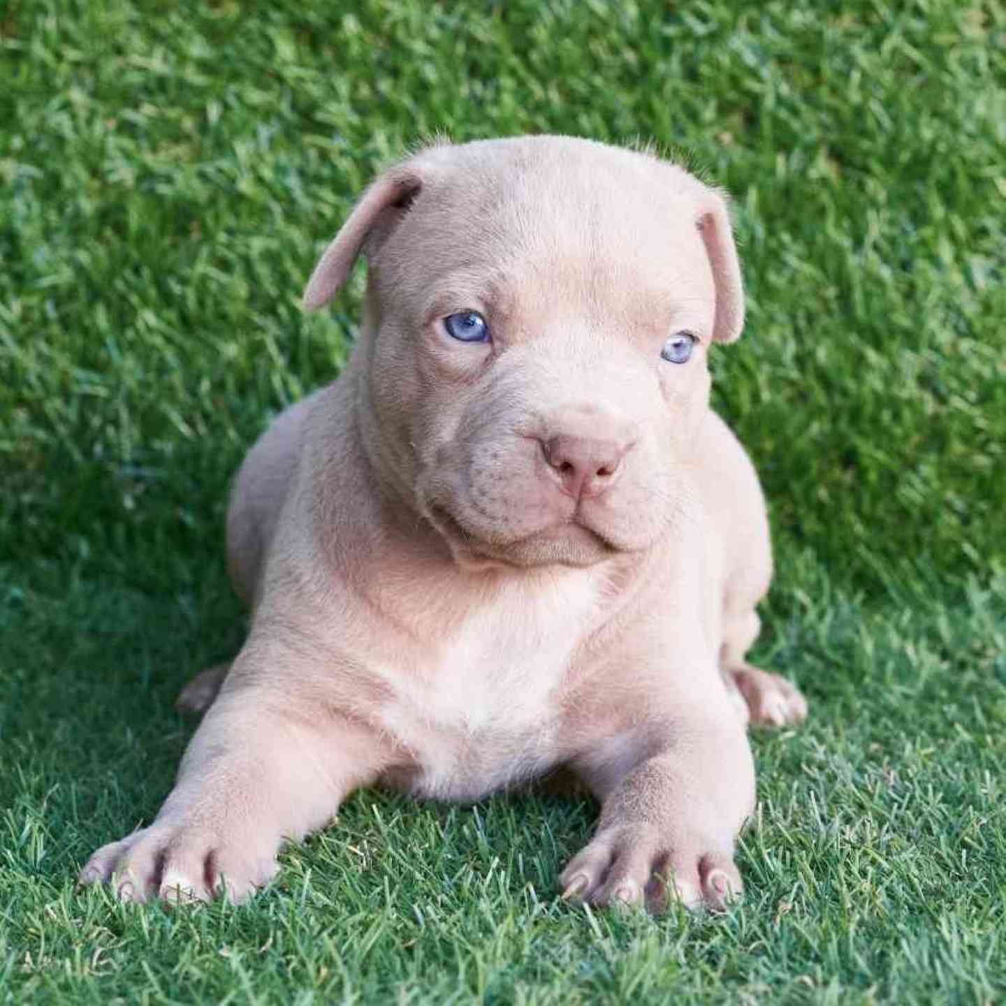 red and blue pitbull puppies