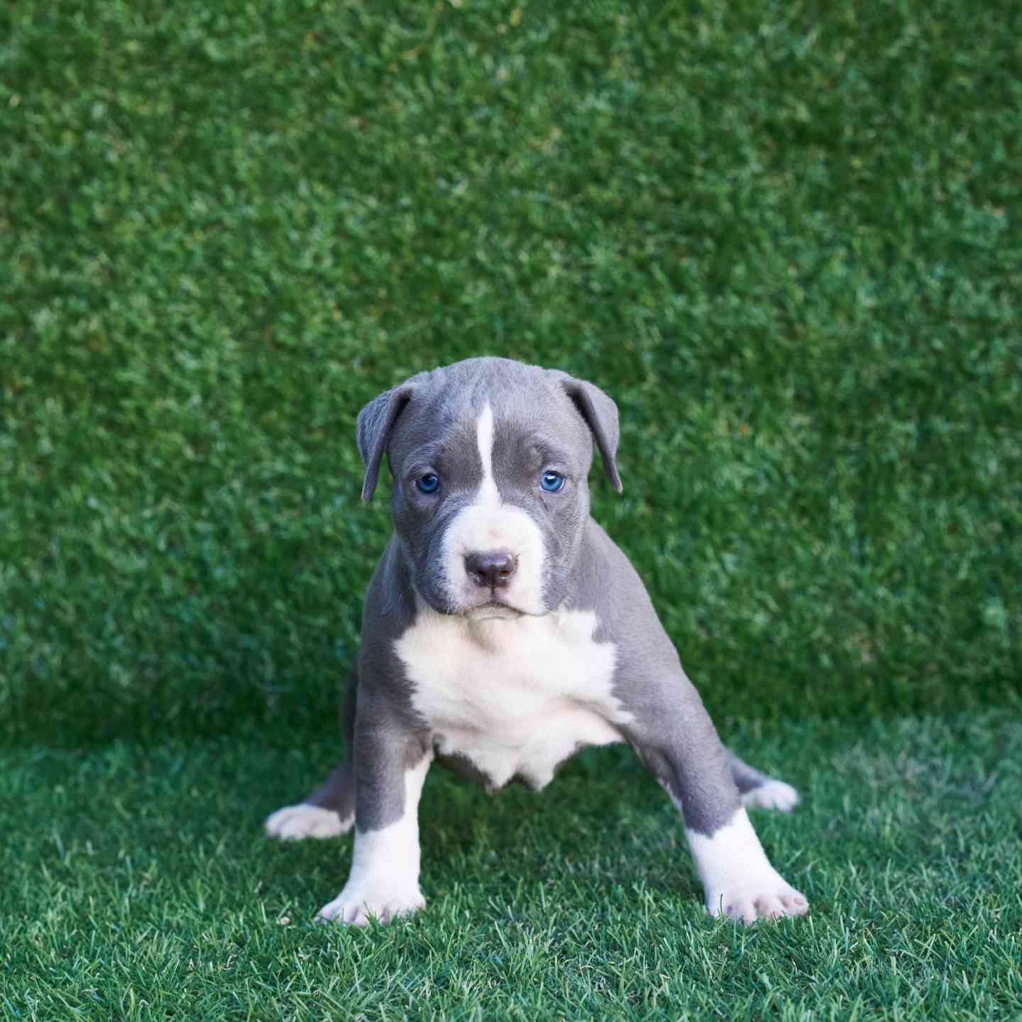 pitbull forest house