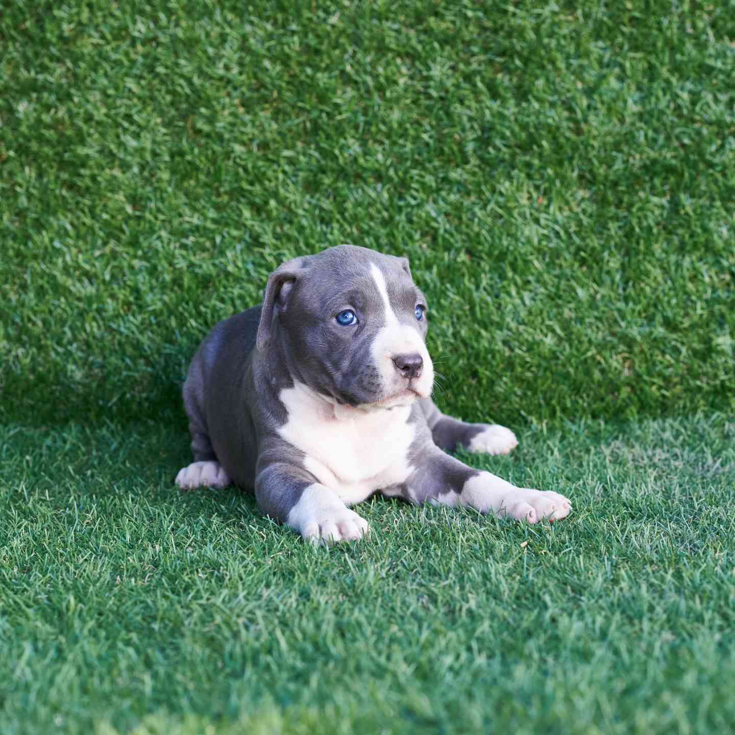 pitbull forest house