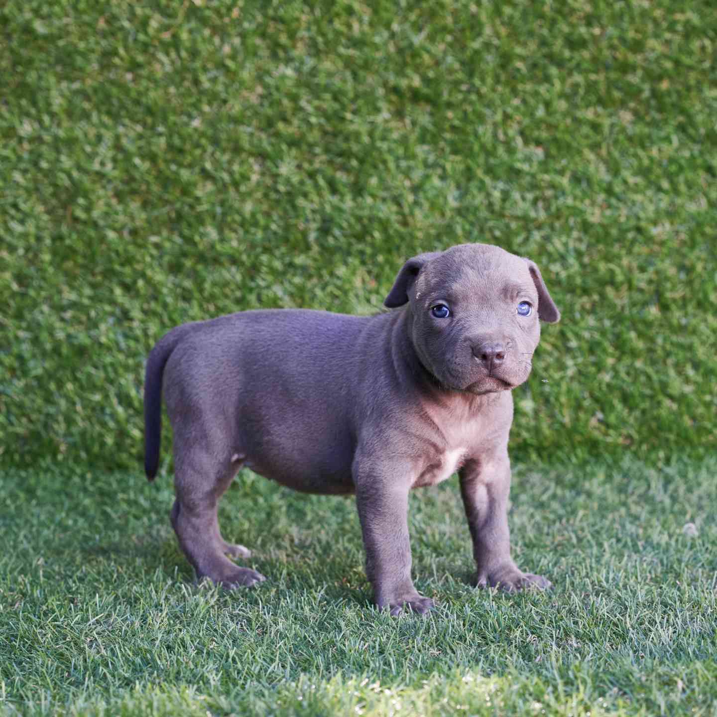pitbull forest house
