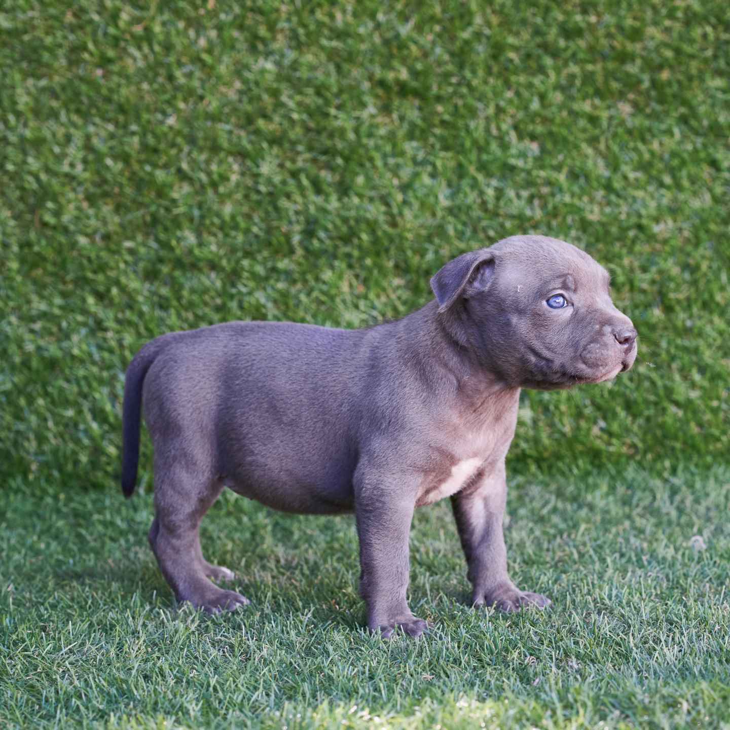 pitbull forest house