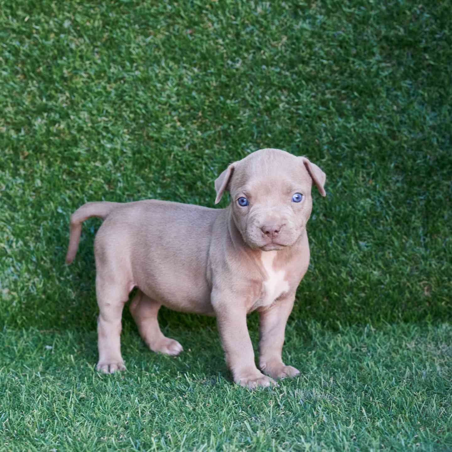 pitbull forest house