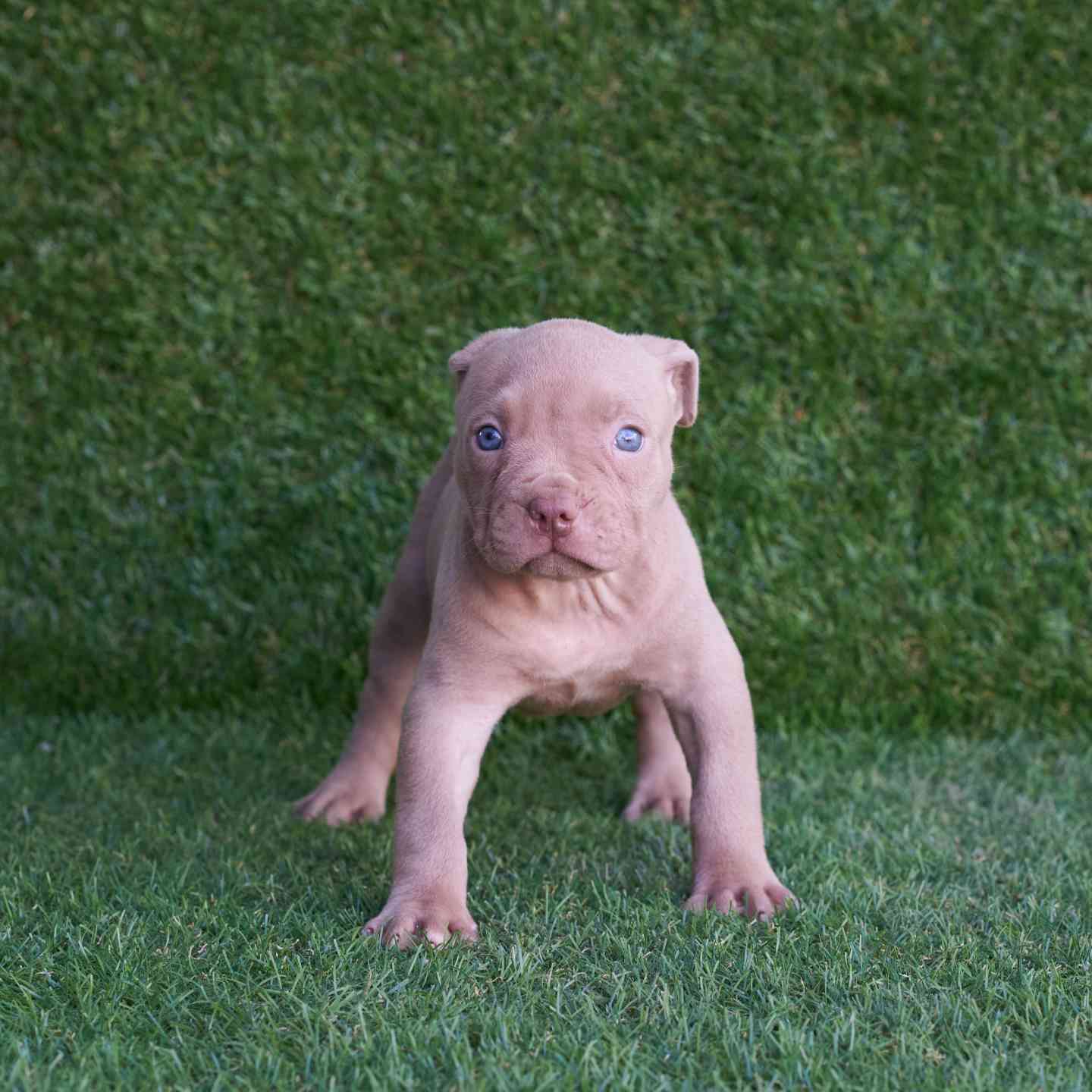 pitbull forest house