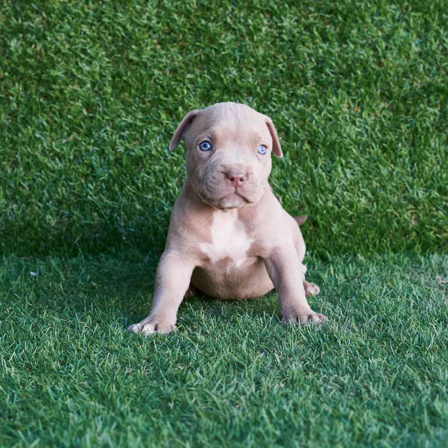 pitbull forest house