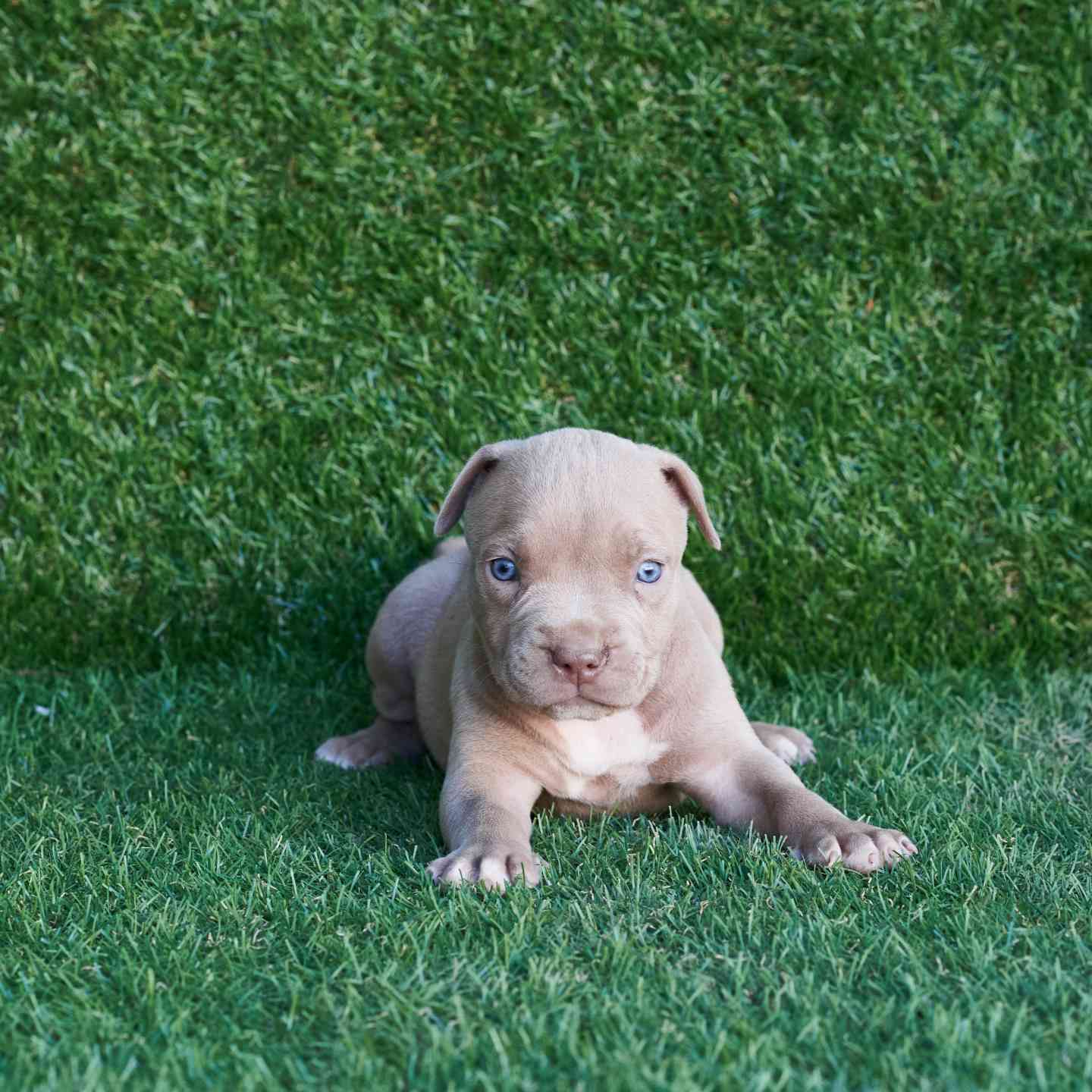 pitbull forest house