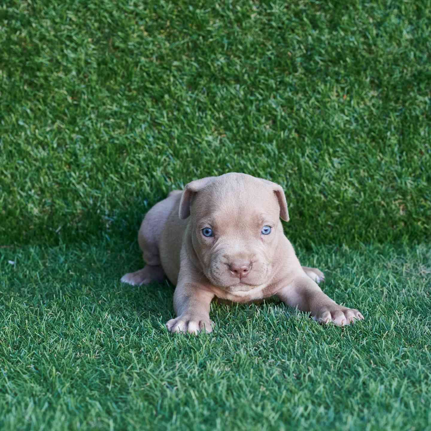 pitbull forest house