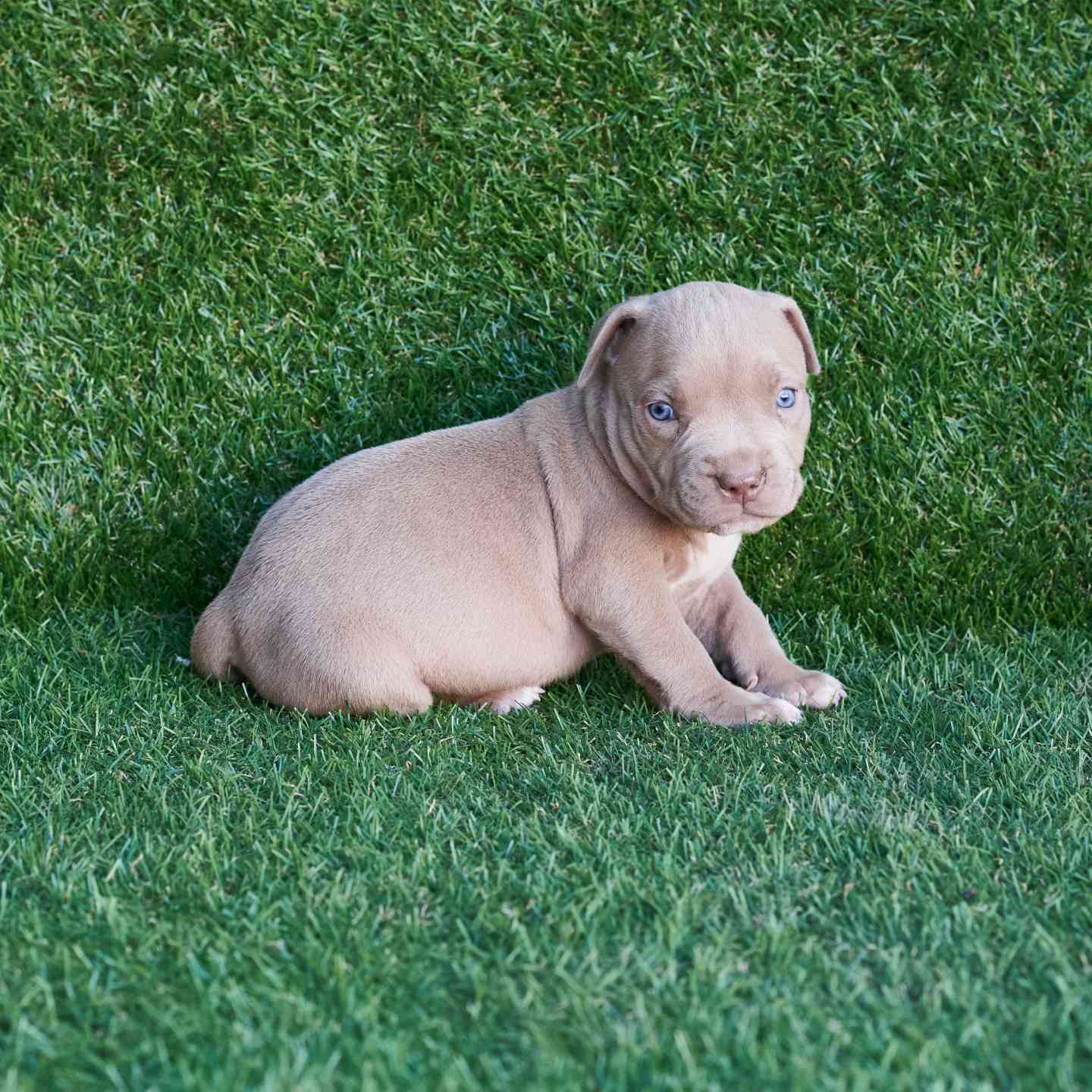 pitbull forest house