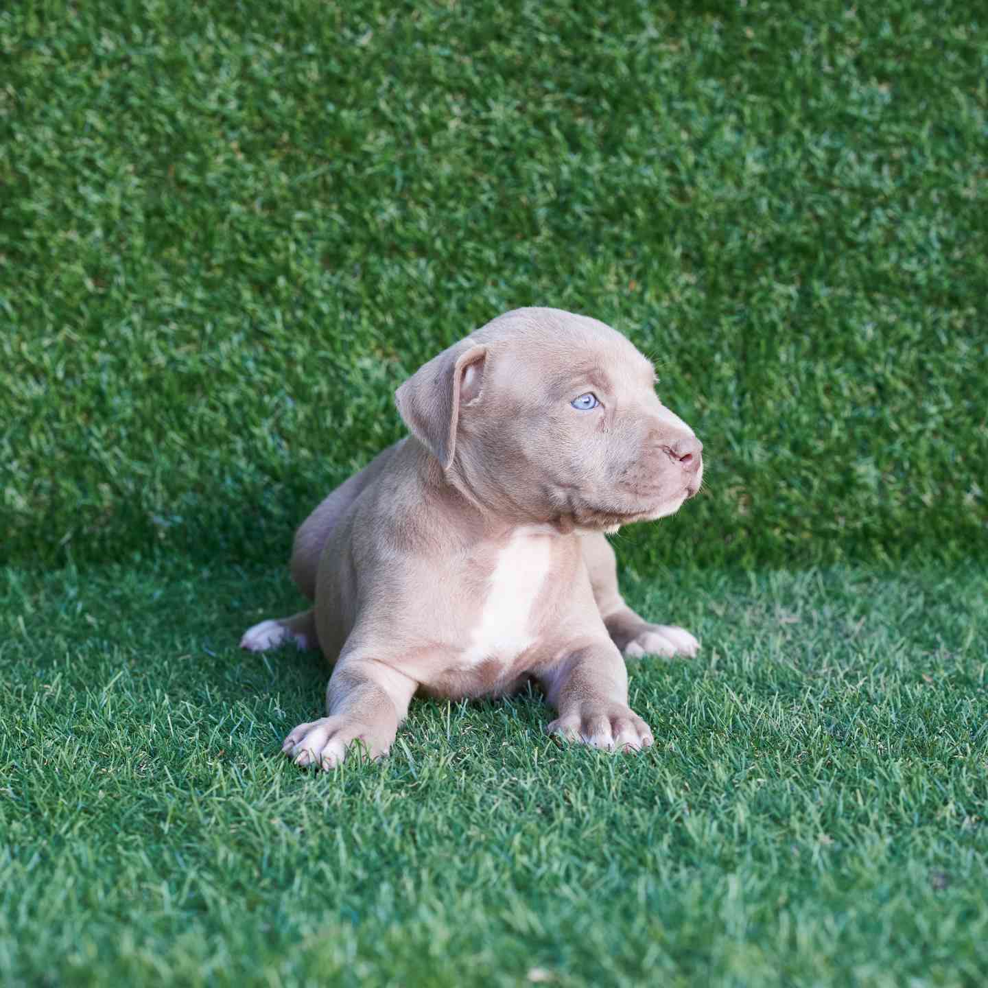pitbull forest house