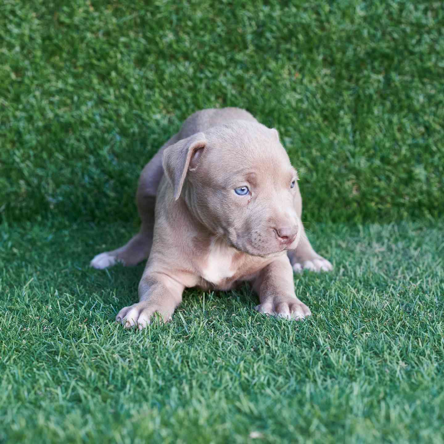 pitbull forest house