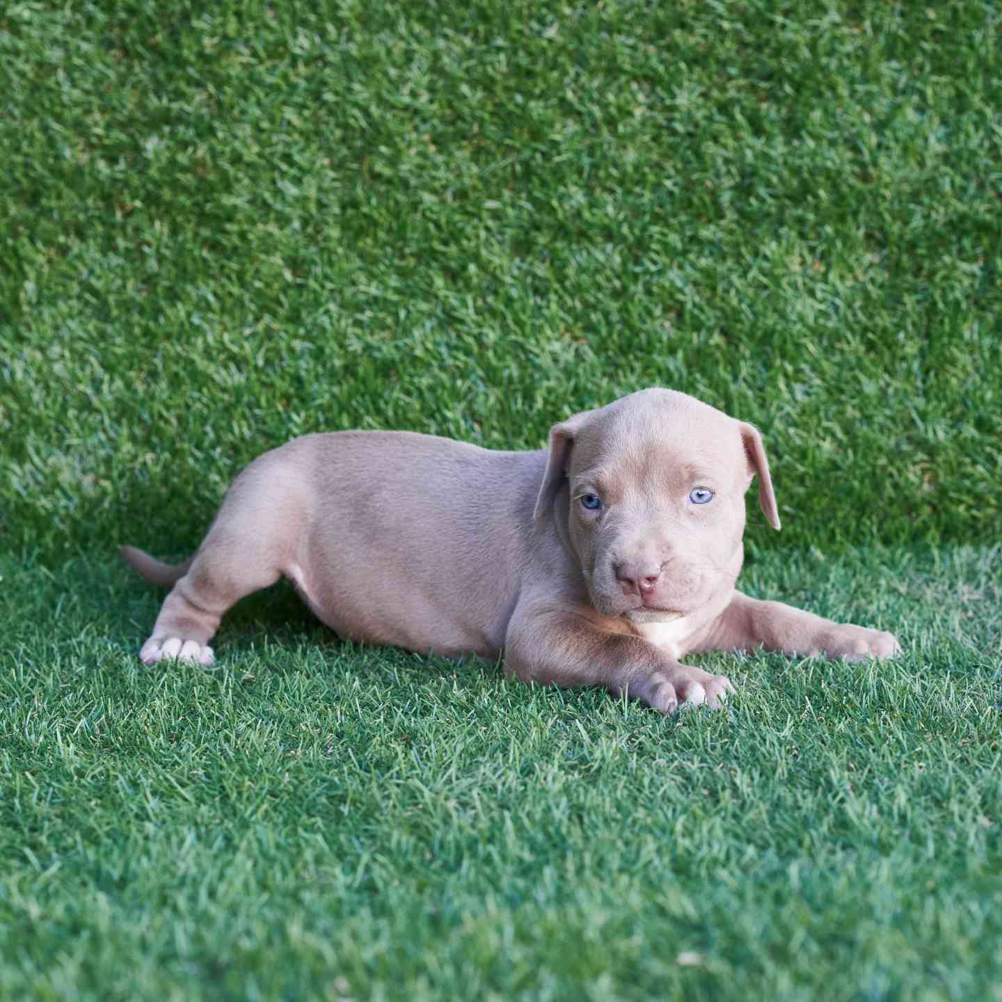 pitbull forest house