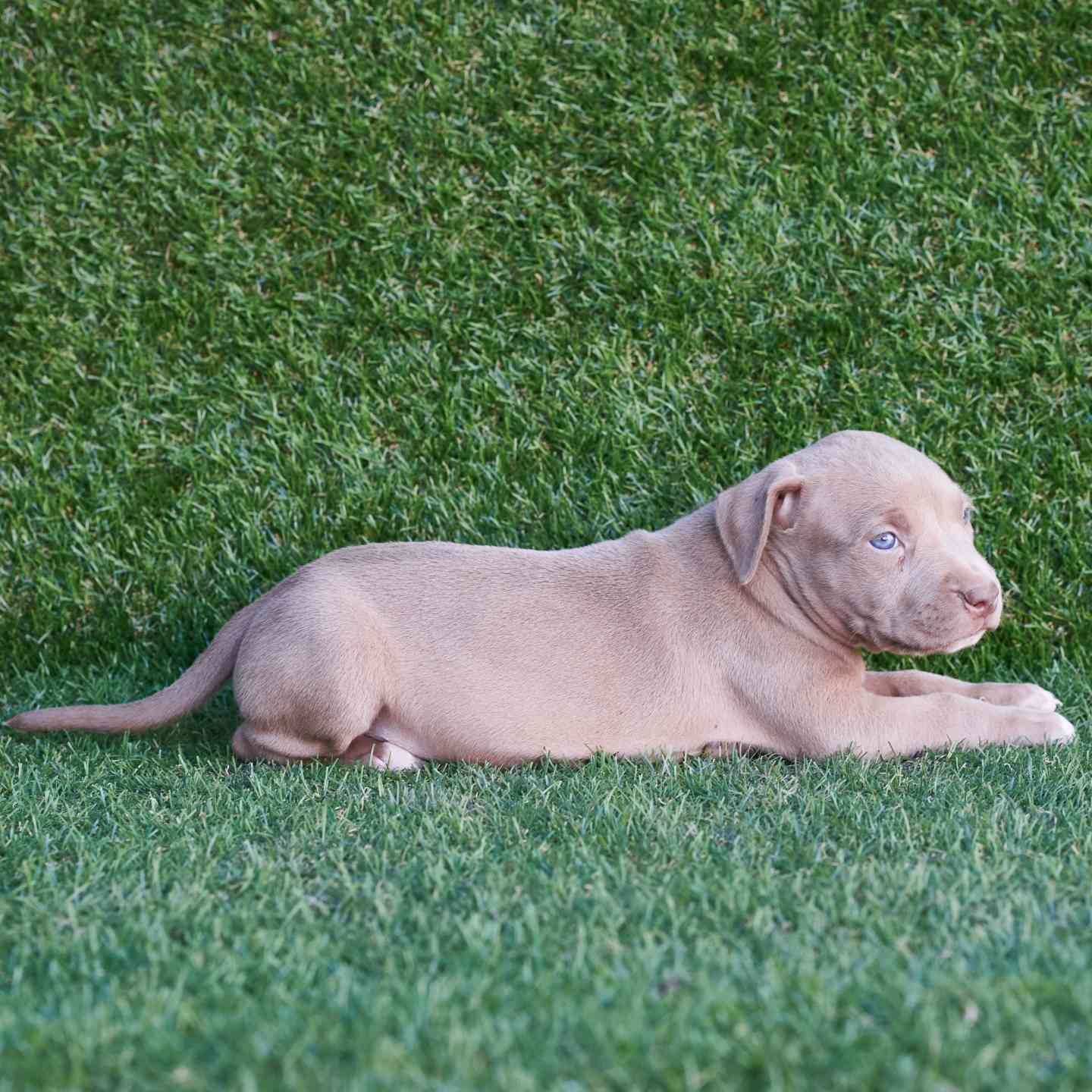 pitbull forest house