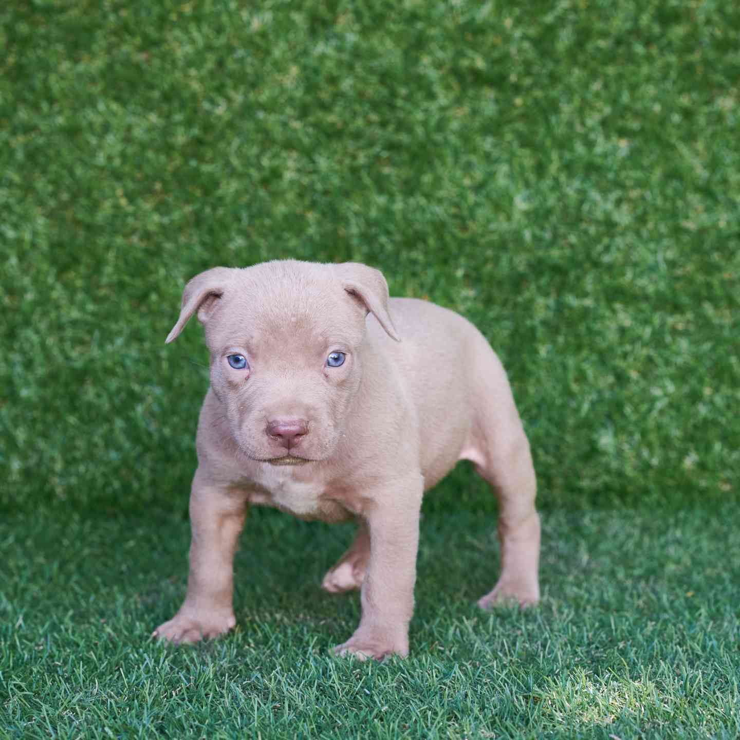 pitbull forest house
